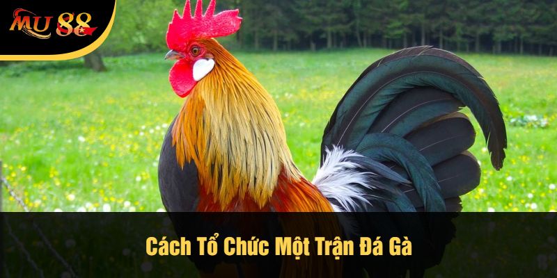 Cách Tổ Chức Một Trận Đá Gà