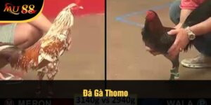 Đá Gà Thomo