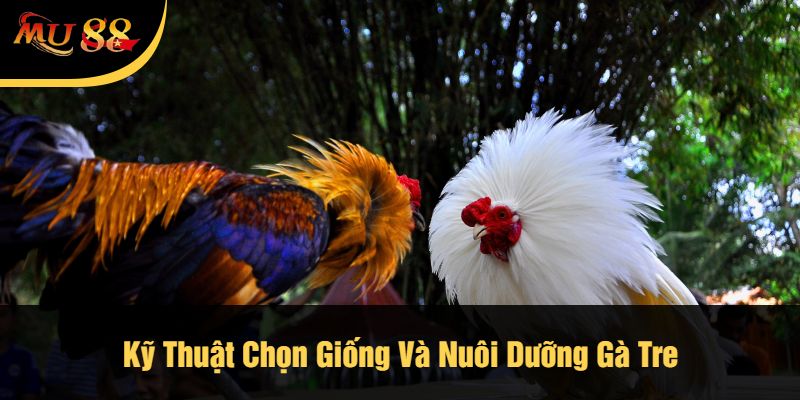 Kỹ Thuật Chọn Giống Và Nuôi Dưỡng Gà Tre
