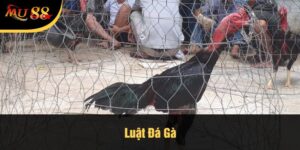 Luật Đá Gà