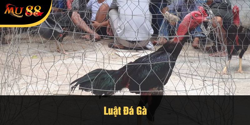 Luật Đá Gà