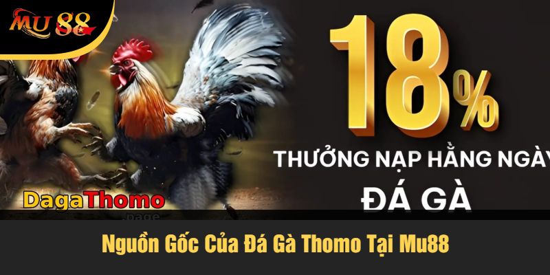 Nguồn Gốc Của Đá Gà Thomo Tại Mu88