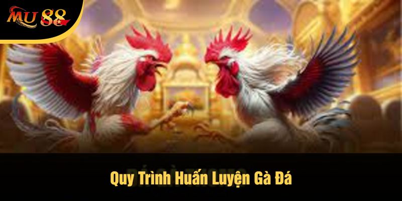 Quy Trình Huấn Luyện Gà Đá