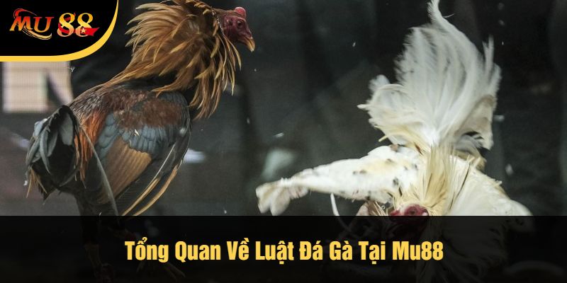 Tổng Quan Về Luật Đá Gà Tại Mu88
